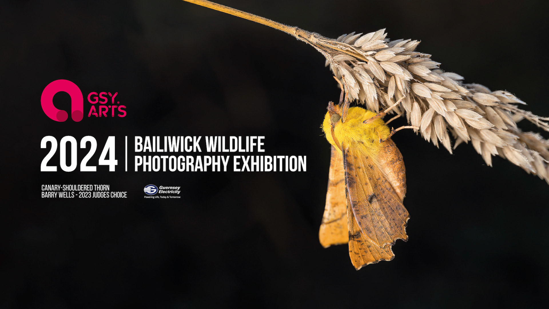 2024 Bailiwick Wildlife Photography Exhibition