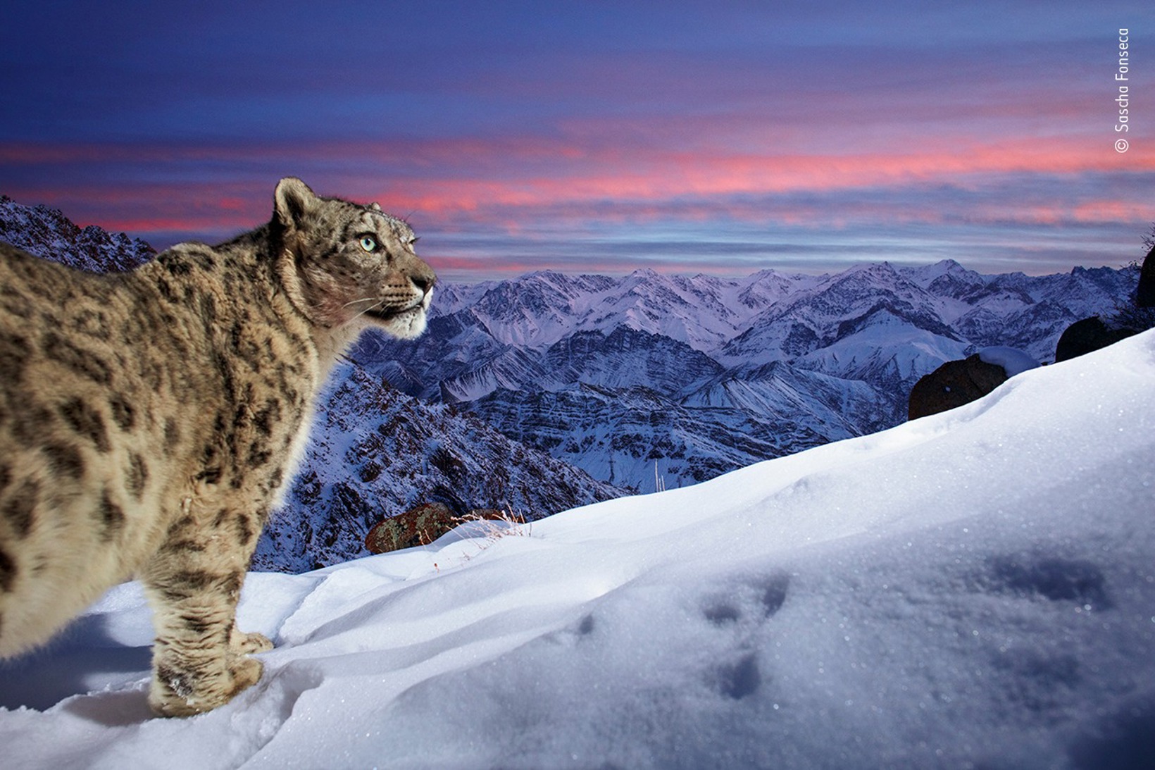 Natural History Museum - Wildlife Photographer of the Year 2023