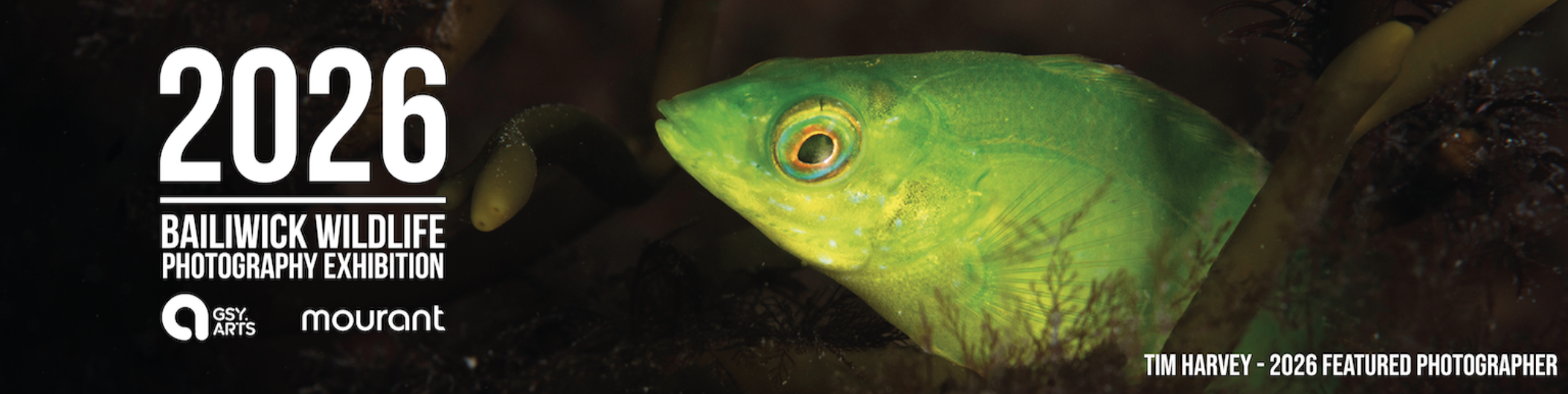 Bailiwick Wildlife Photography Exhibition 2026: Submissions open!