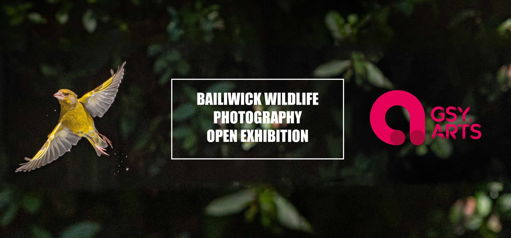 Bailiwick Wildlife Photographer Open Exhibition
