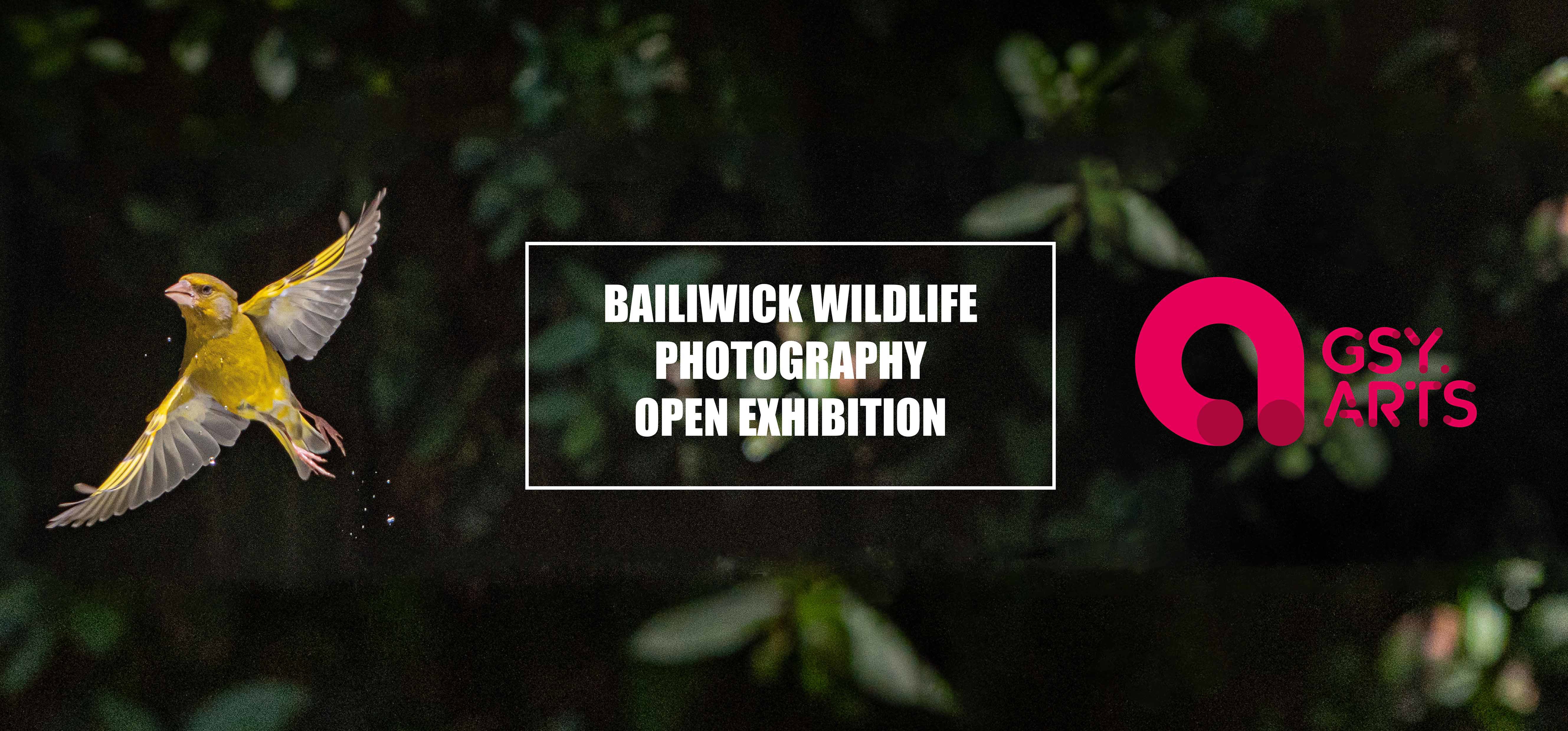 Bailiwick Wildlife Photographer Open Exhibition