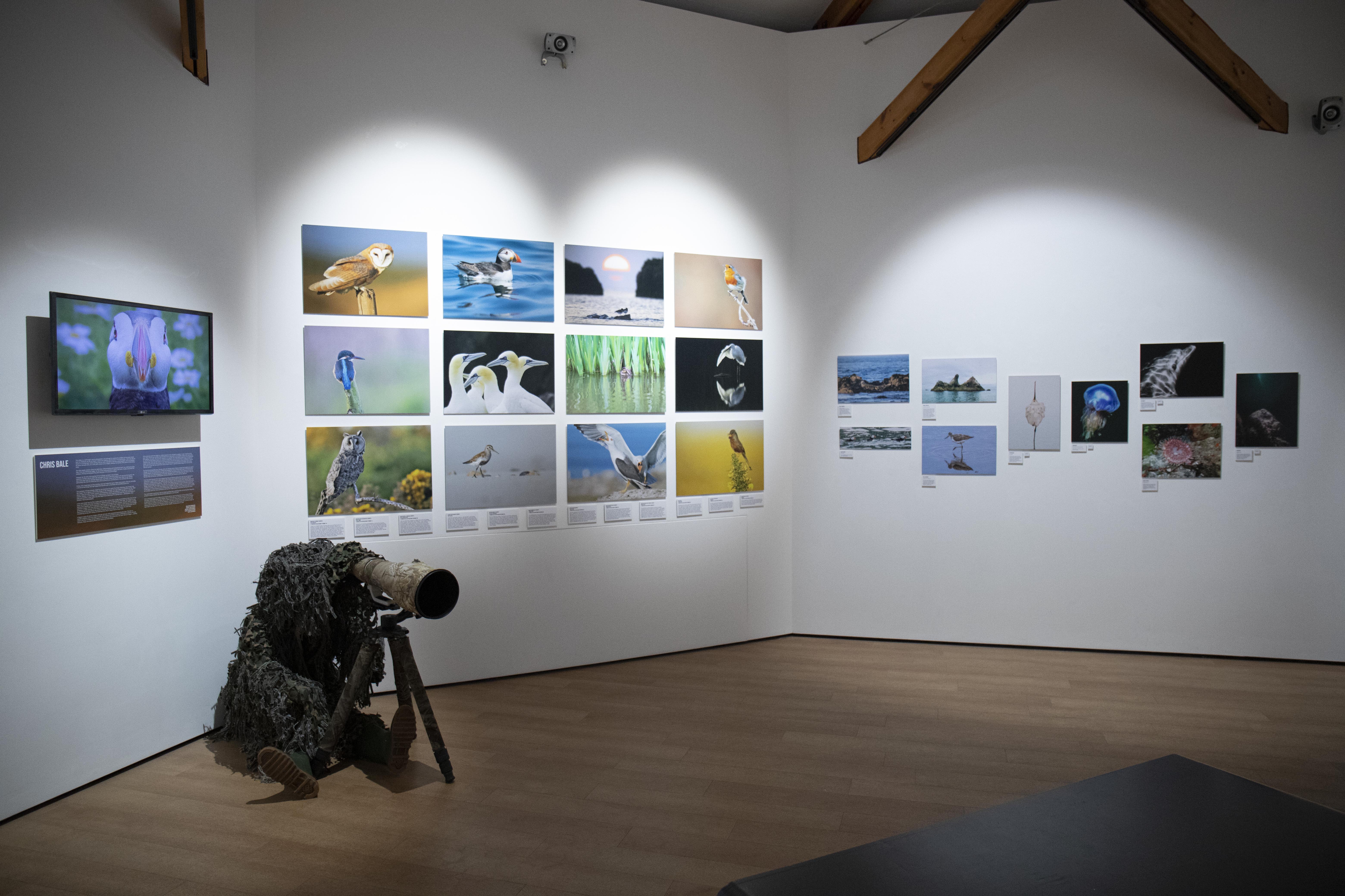 Bailiwick Wildlife Photographer Open Exhibition 2022