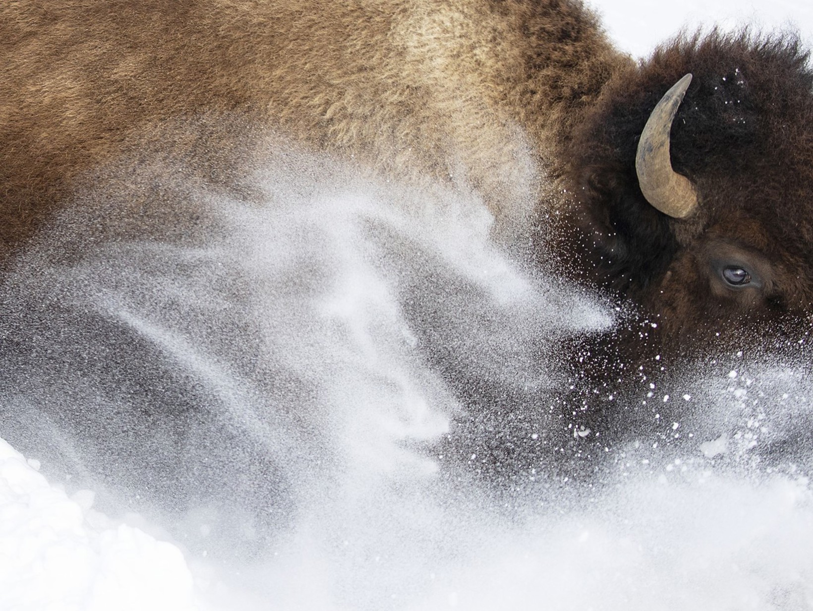 Wildlife Photographer of the Year Exhibition 2024