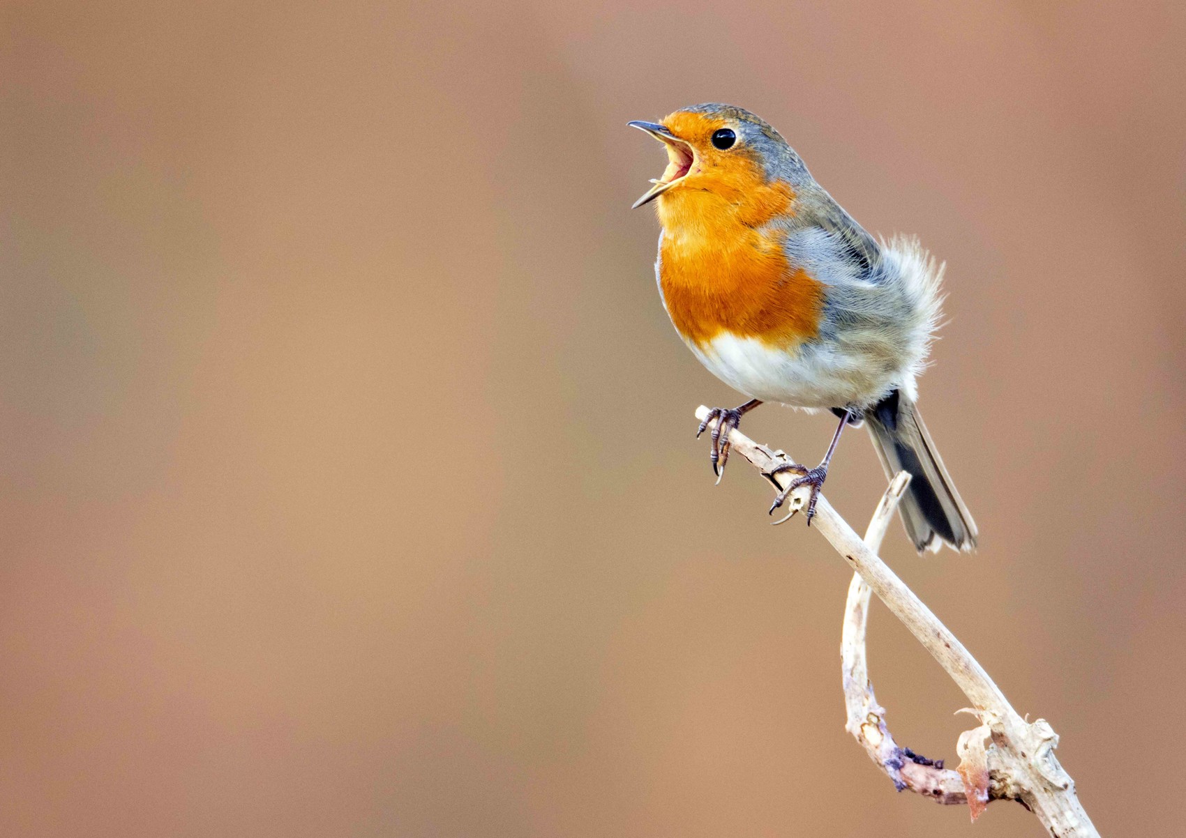 A talk with Wildlife Photographer - Chris Bale 
