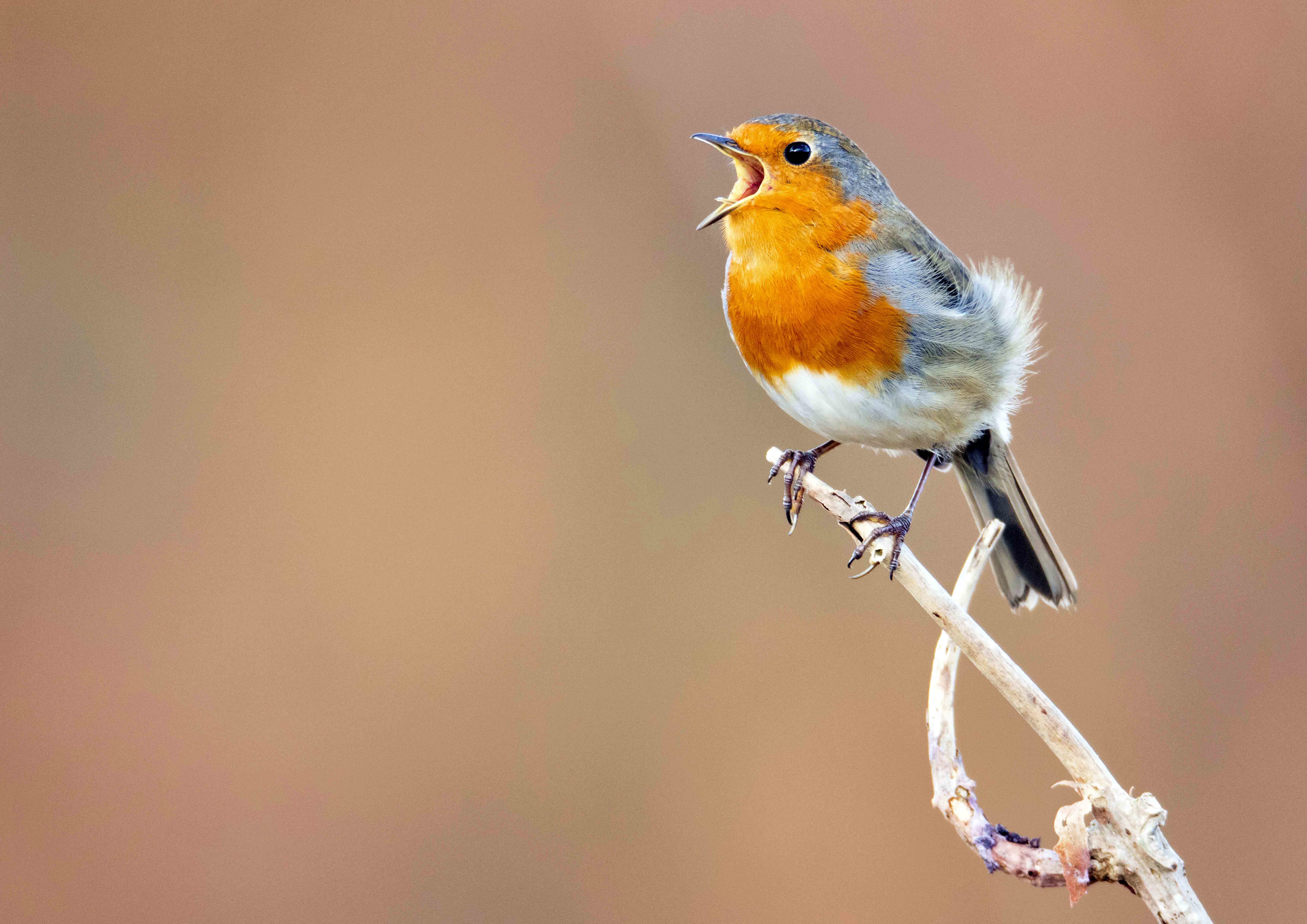 A talk with Wildlife Photographer - Chris Bale 