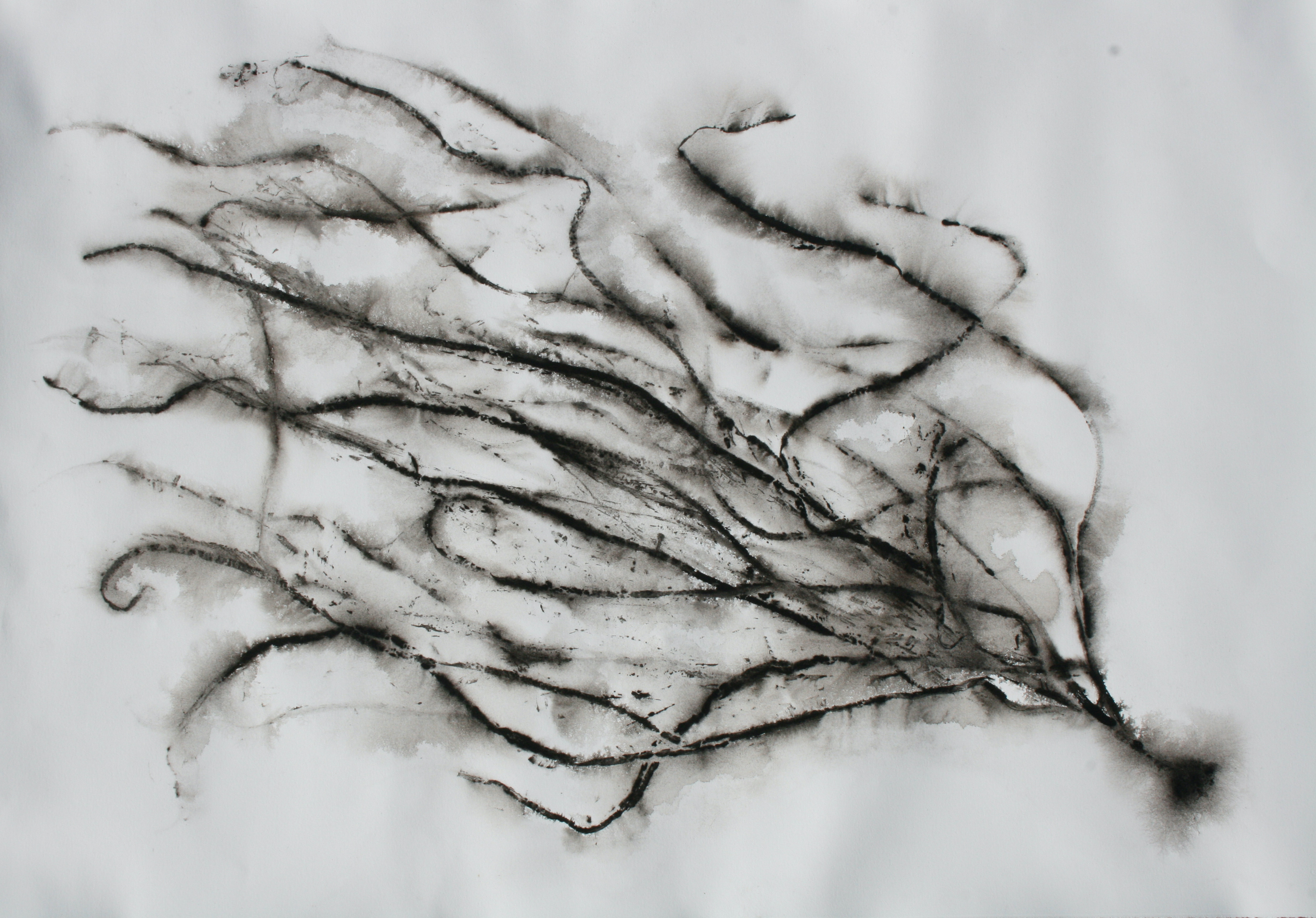 Bridget Spinney – The art of Nature on Paper 