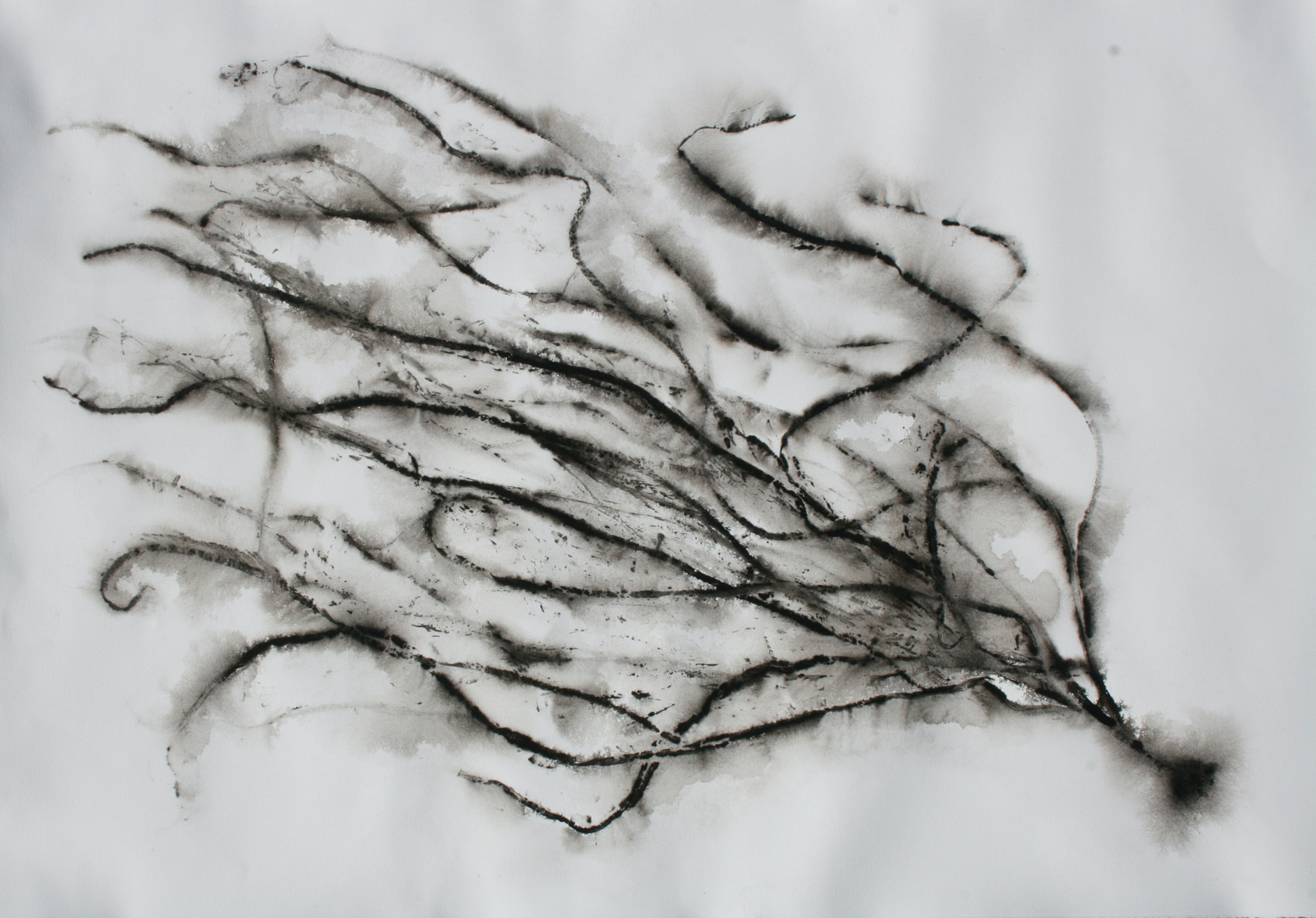 Bridget Spinney – The art of Nature on Paper 