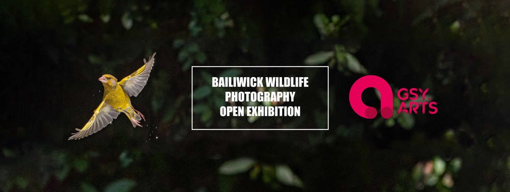 Poster for Bailiwick Wildlife Photographer Open Exhibition 2022